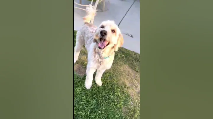 Bridget and Clancy Playing in the Yard | Intro | B...