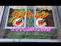 【カブトムシ】カブトムシの餌やりと飼育ケースのお手入れ(^-^)/