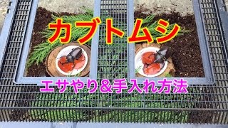 【カブトムシ】カブトムシの餌やりと飼育ケースのお手入れ(^-^)/