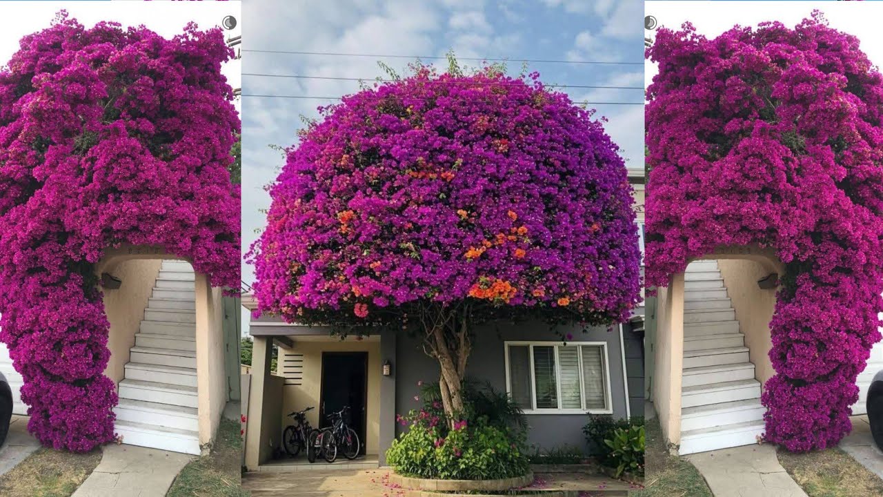 جيراني سألوني اذي تخلي شجرة الجهنمية مزهرة طول السنه