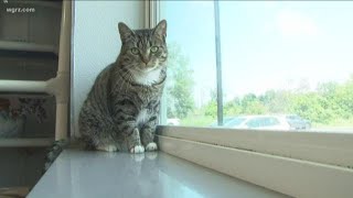 Name Your Own Price At Erie County SPCA