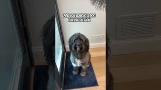 Great guard dog 🐕