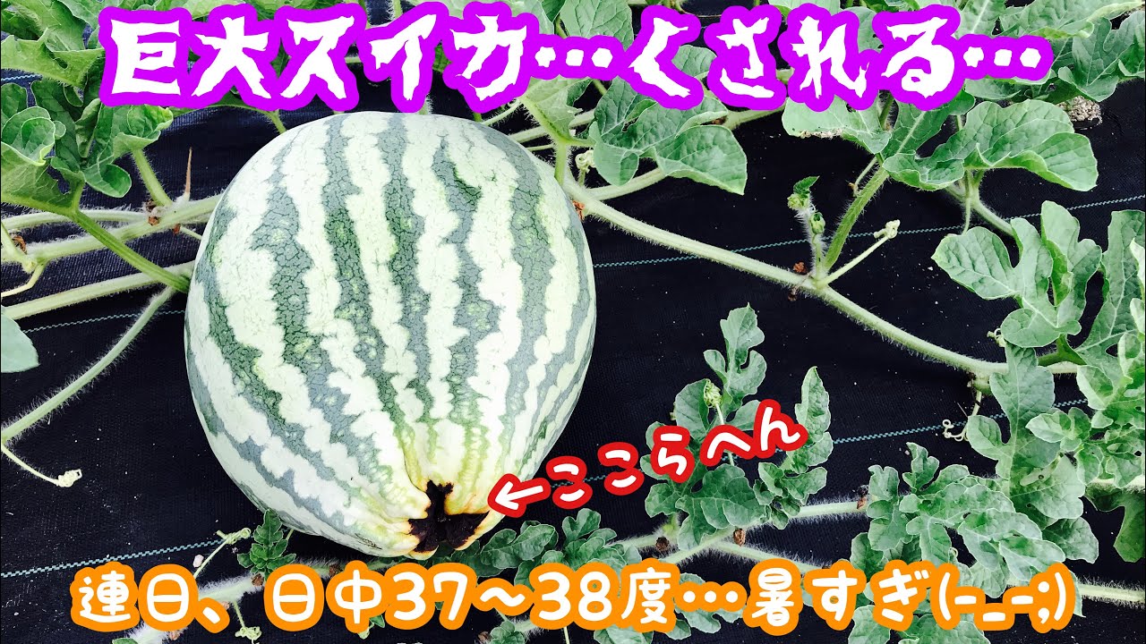動画で家庭菜園 巨大スイカ くされる 連日の猛暑でやられました H30 7 26 Youtube