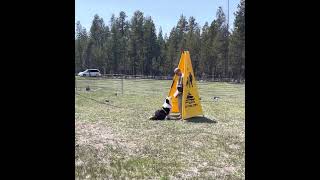 Border Collie Bitework