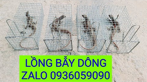 Bán lồng bẫy dông cát, bán lồng bẫy kỳ nhông, Bán lồng bẫy dông.
