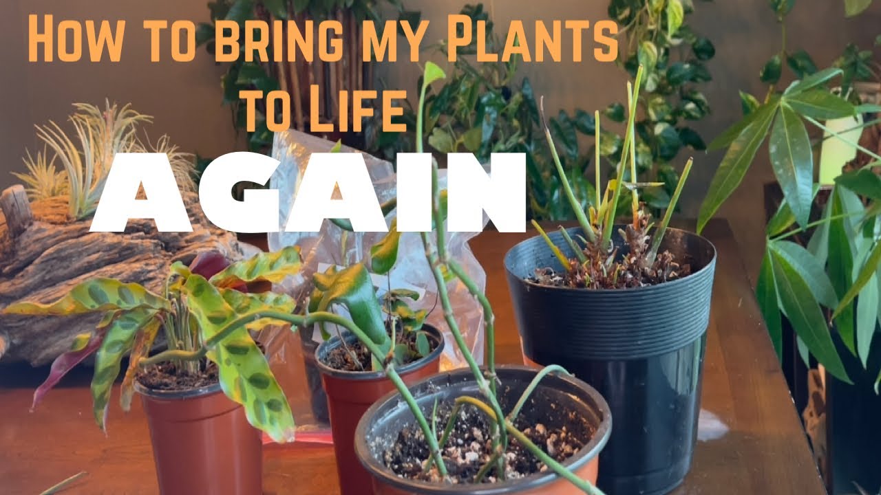 How to Bring Plants Back to Life YouTube