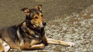 Test DNxHD vs AVCHD