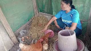 เลี้ยงไก่ไข่แบบบ้านๆประหยัดงบประมาณ ใช้หัวอาหารน้อยมาก เลี้ยงโดยใช้เศษผัก เศษอาหารฯลฯ ep 23 03 2024