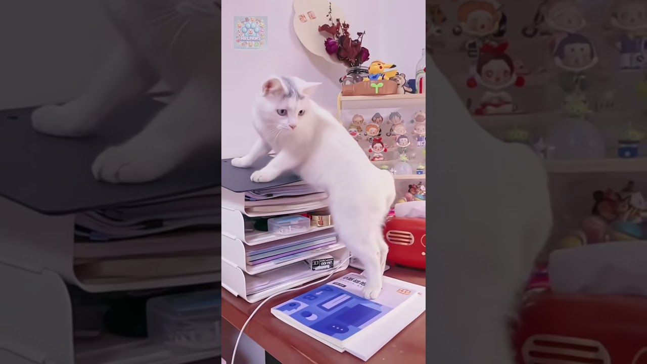 The Most Hilarious Cat Fails You’ll Ever See!  