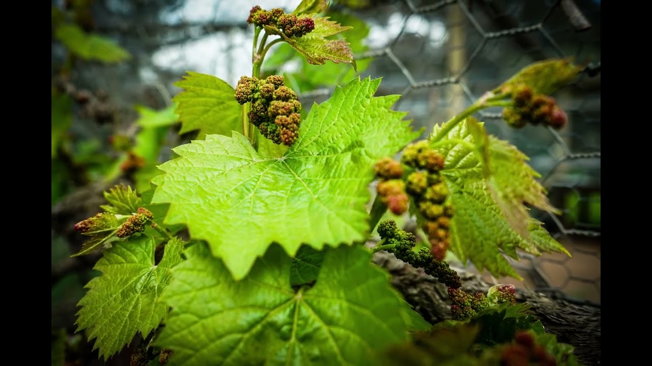Grape Vine Buds and New Leaves 2, Maggie Beer's Farm Shop, Nuriootpa, Barossa Valley, SA, Australia