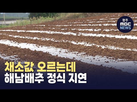 잦은 폭우, 배추정식 작업 차질 우려(뉴스투데이 2023.08.30 광주MBC)