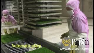 Spring onion processing production line