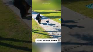 Belgian Malinois Protects Child in Seconds ! 😱🐕🔥
