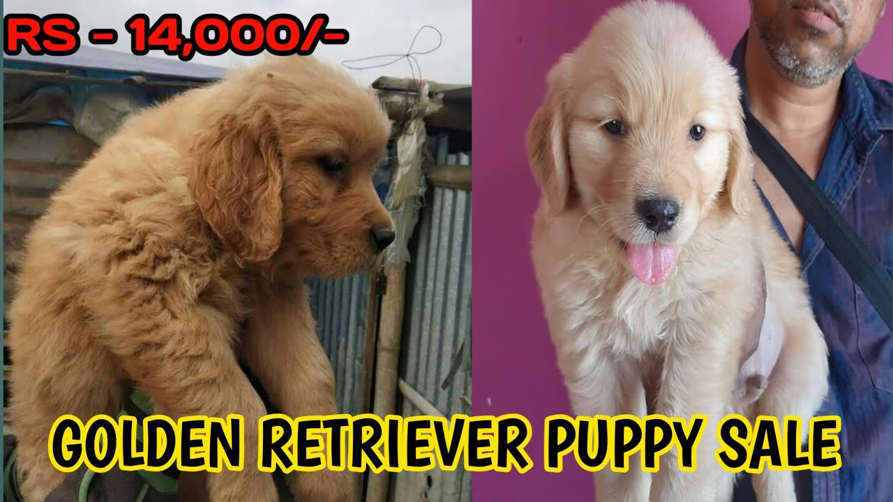 HEAVY BONE GOLDEN RETRIEVER PUPPY AVAILABLE FOR SALE PETS PLAZA