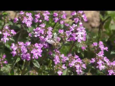 Video: Transpiracija sobnih rastlin - Spoznajte rastline, ki domu dodajajo vlažnost