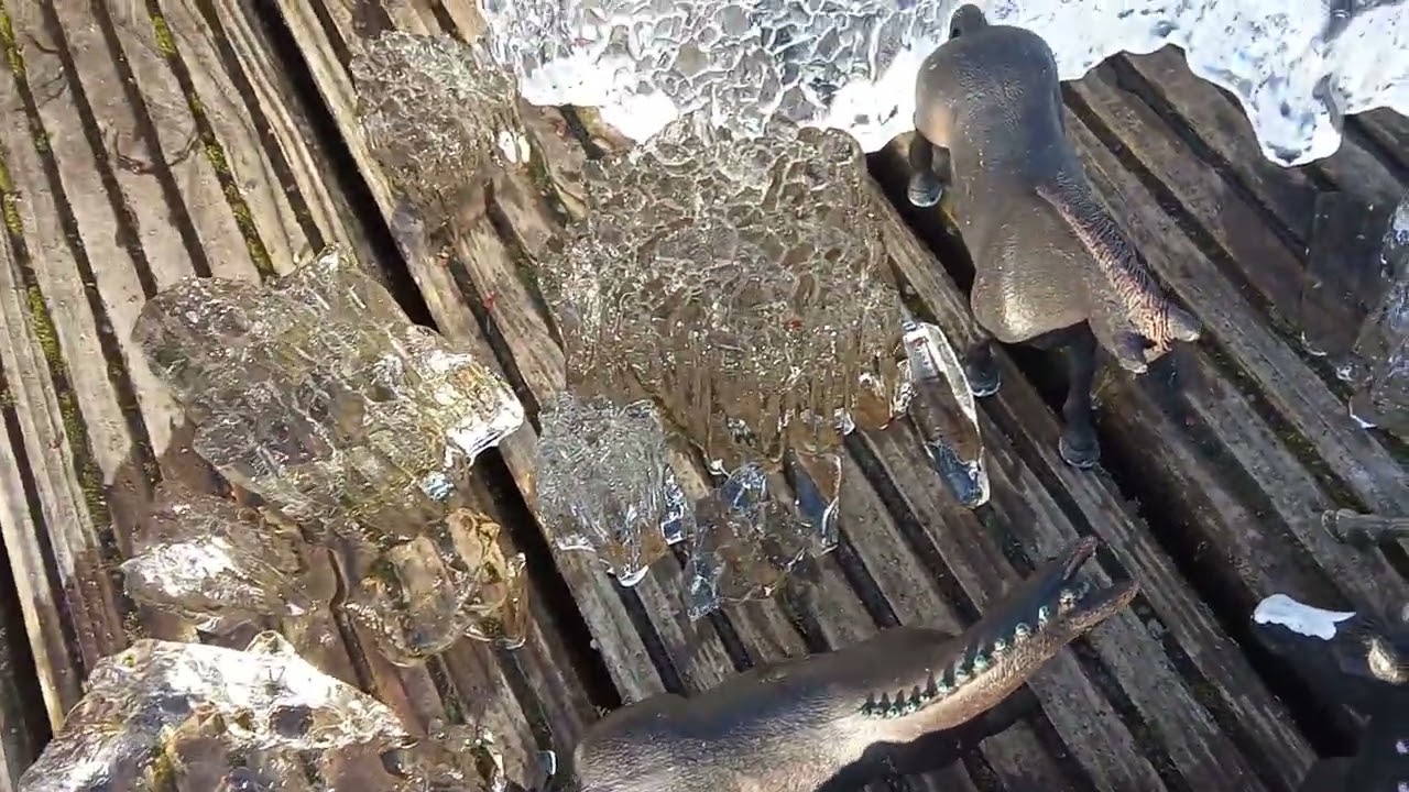 Wie Bella und Scarlett sich das Bein geboren haben