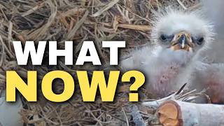 Match Highlights The Eaglets Are Here! Now Everything Changes...