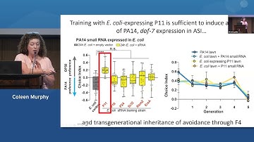 09 Coleen Murphy - Adapt or die: Transgenerational inheritance of pathogenavoidance