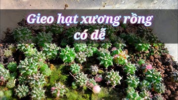 Trồng xương rồng từ hạt @Yêu cây PL