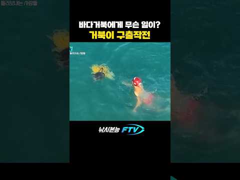 바다거북에게 일어난 일 #shorts