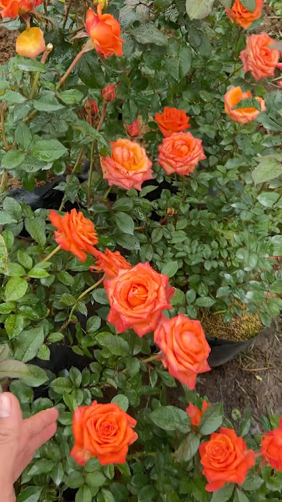 Keindahan Mawar Oranye yang Bikin Mata Nggak Berkedip! 🌹🔥