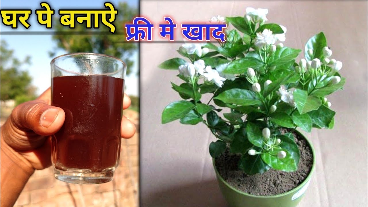 how-to-make-fertilizer-from-kitchen-waste