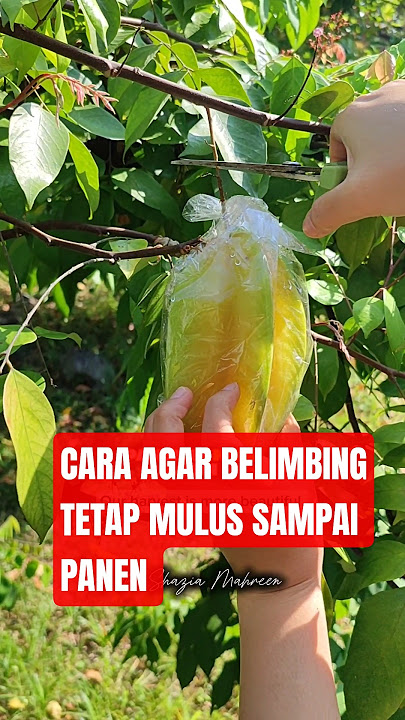 CARA AGAR BELIMBING TIDAK DI SENGAT LALAT BUAH. HOW TO GET GOOD HARVEST A STAR FRUIT #garden