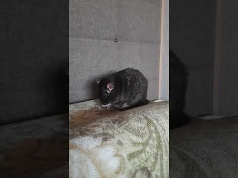 Крыс Анатолий) ну правда милая мордашка? #животные #крыса #милашка