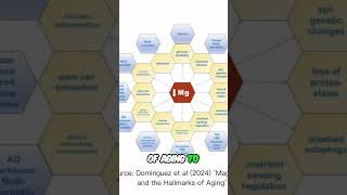 The Impact Of Magnesium Deficiency On Aging And Chronic Diseases