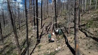 U.S. struggling to replant forests destroyed by destructive wildfires screenshot 4