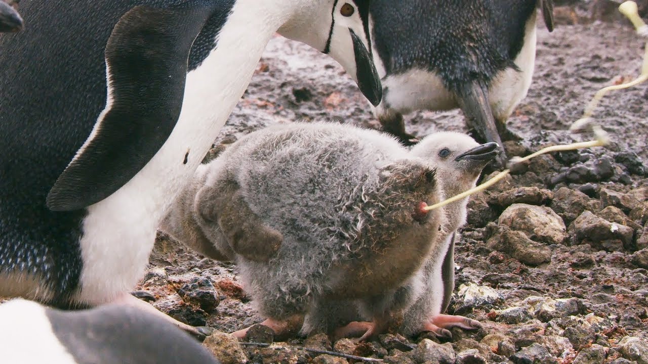 ⁣Penguins Might be Cute, but They're Also Super Gross | Seven Worlds, One Planet | BBC Earth