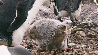 Penguins Might be Cute, but They're Also Super Gross | Seven Worlds, One Planet | BBC Earth