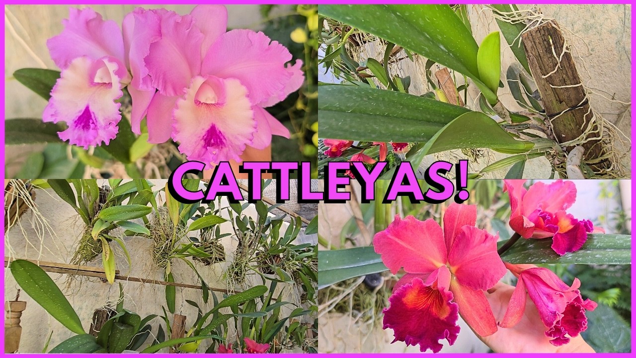FLORAÇÕES, BOTÕES, ESPATAS E MUDANÇAS NO CANTINHO DAS CATTLEYAS 🌸☝️🥰
