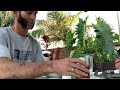 Bagpipe Tricks and Tips #3 Seasoning/Milk Trick