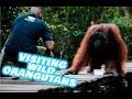 Huge adult male wild orangutan emotional encounter  the real tarzann