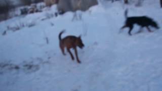 Барон, Флора и Фрол из Дома Добра Барон, Флора и Фрол из Дома Добра