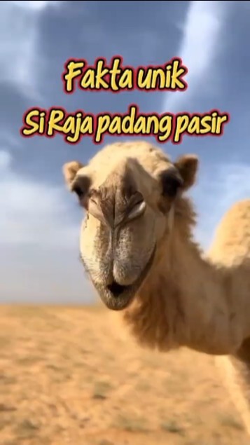 camel the king of the desert #camel #animalfact