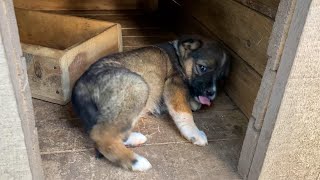 Yavru Köpeği Firar Ederken Yakaladık | Hepsi Bugün Aşı Oldu