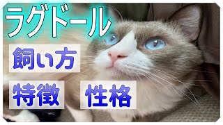 ラグドールってどんな猫【特徴・性格・注意点】