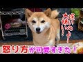 帰りが遅くなり柴犬ハナがご機嫌斜めで怒られるが… shiba inu is angry!