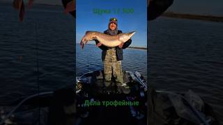 Щука 17.5кг. Новый рекорд!!! Трофей. #fishing #рыбалка