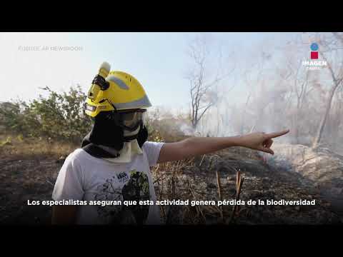 La imparable deforestación