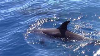 FERIENHÄUSER Pico AZOREN