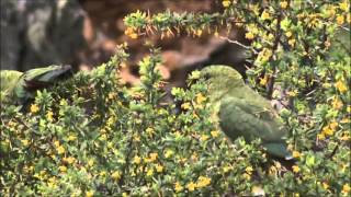 Neturemind自然の心8 Ufo University Ufo大学 Uu