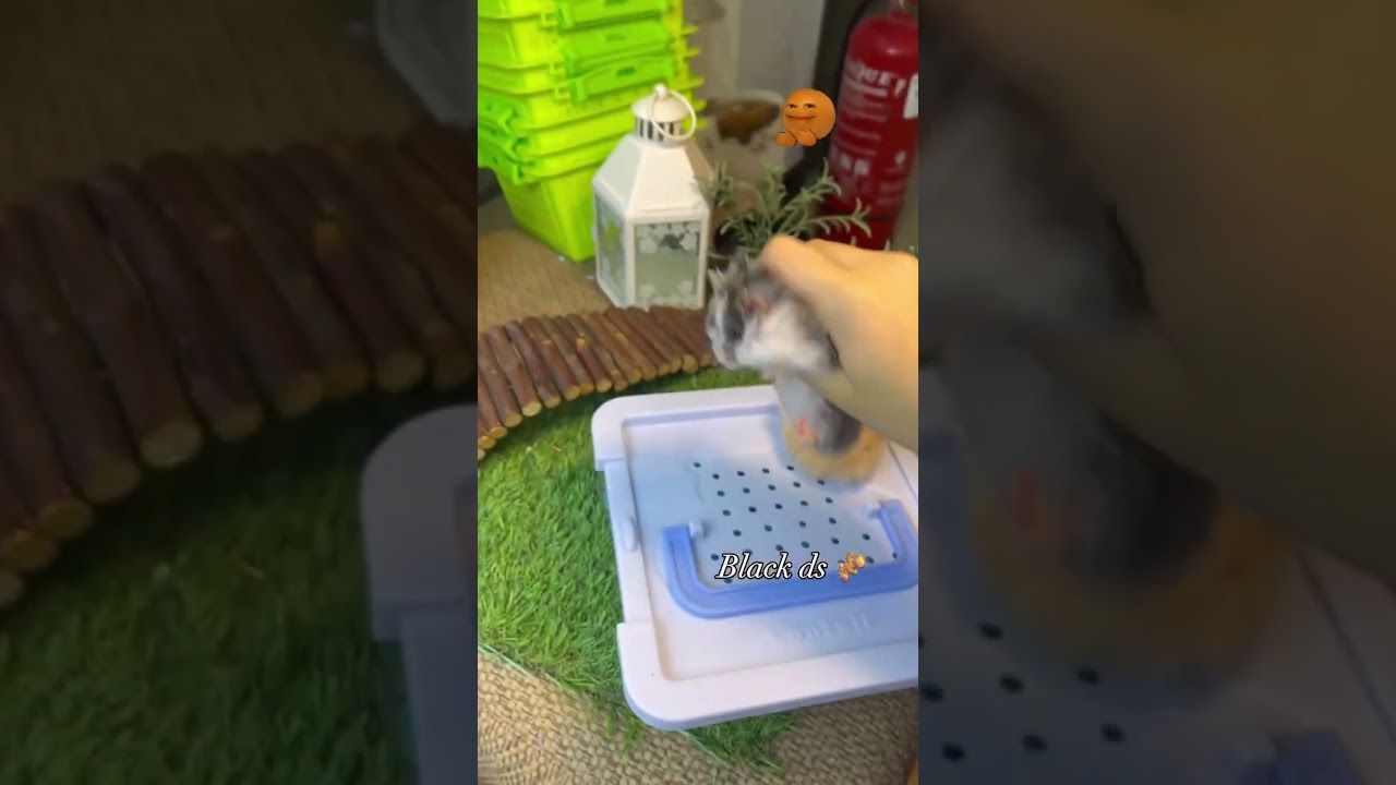 Black ds female carried Rex 🫚available now 