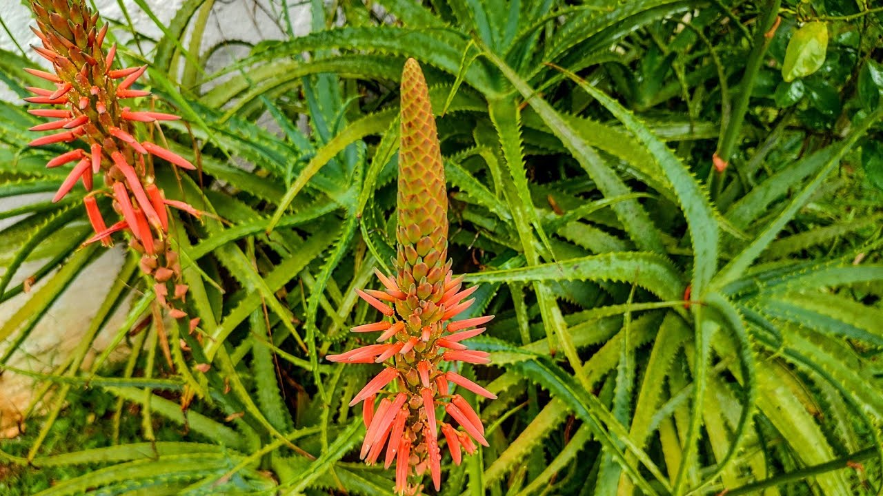 SUAS PLANTAS VÃO AMAR ESSE ADUBO CASEIRO COM BABOSA.