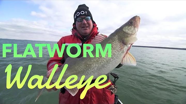 Giant Walleye LOVE the Flatworm