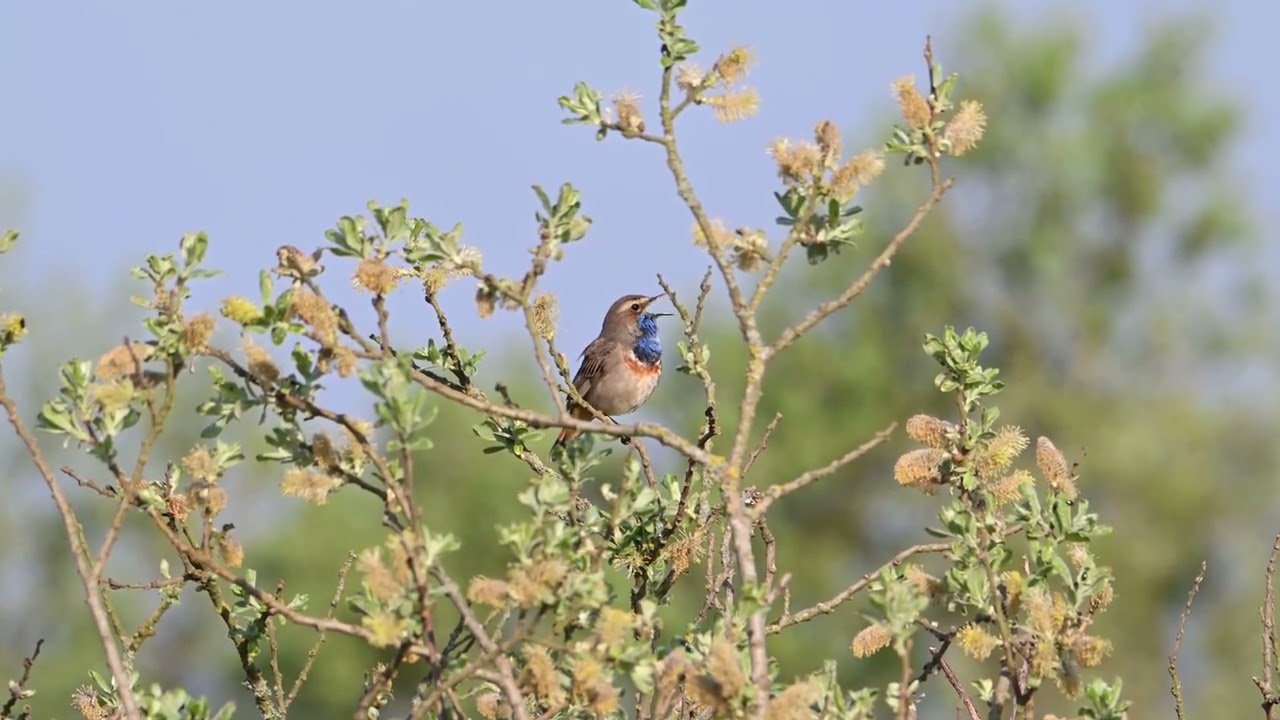 Sydlig blåhals / Bluethroat (Luscinia svecica cyanecula)