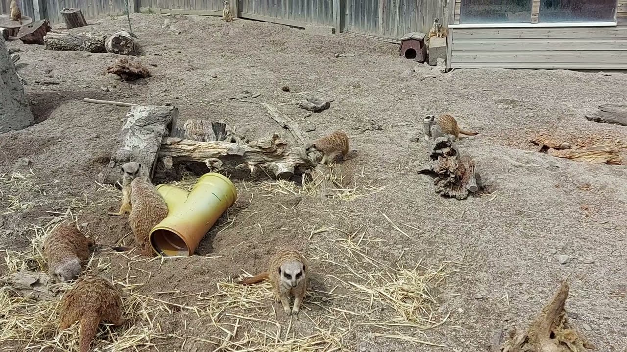 Red Bellied Lemur Enrichment by Milly Gailey.