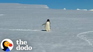 adelie penguin slid right past us antarctica dodo itineraries